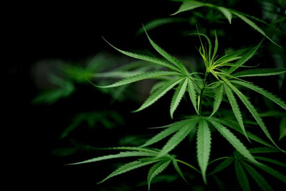 CBD